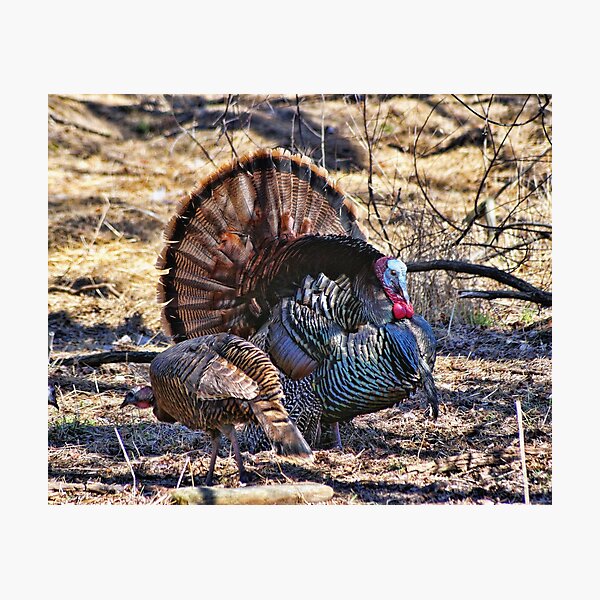 Come On Let's Turkey Trot Photographic Print