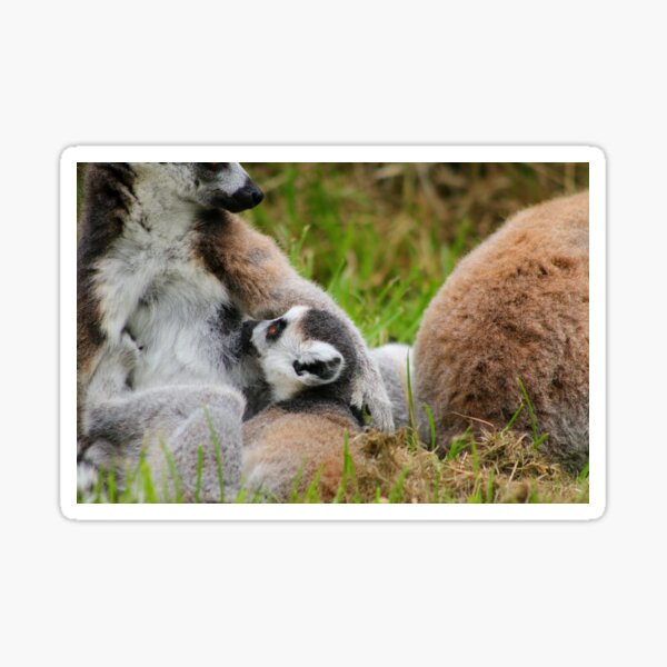 Item preview, Feeding from mum designed and sold by GreyFeatherPhot.