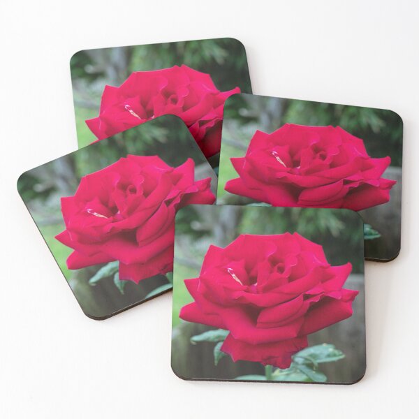 Item preview, Royal William Hybrid tea red rose designed and sold by santoshputhran.