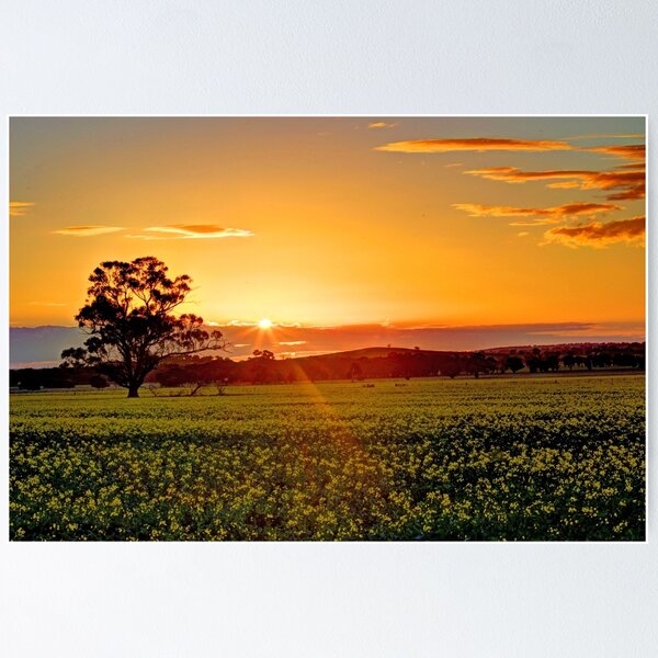 Item preview, Puesta de sol sobre el campo de canola designed and sold by Robbie Alexander.