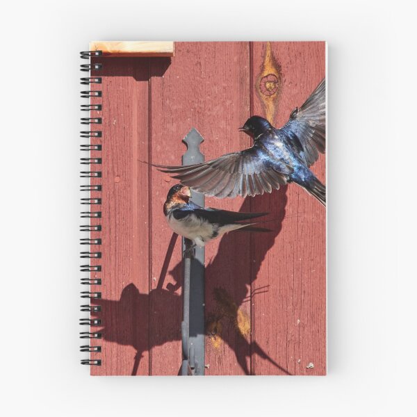 Item preview, Surprise. Barn swallow designed and sold by Jouko Lehto Photography.