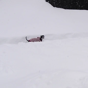 Artwork thumbnail, Snowbound Charlie by CWCards2013