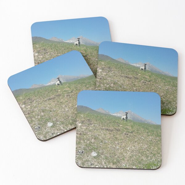Item preview, A static shot from the panoramic point Castaldia di Piancavallo of a black and white goat watching me. Beautiful nature in a spring sunny day; no people around designed and sold by Maurizio Fabbroni.