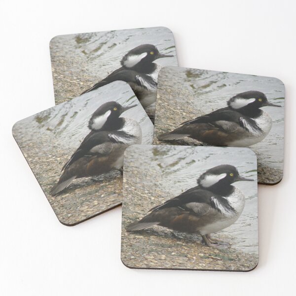 Item preview, Male Hooded Merganser Duck Photograph designed and sold by naturegallery.