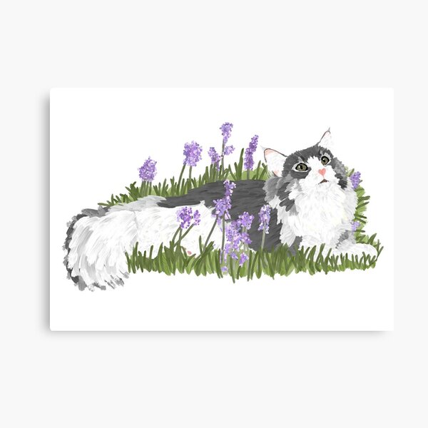 Cat and lavender flowers Canvas Print