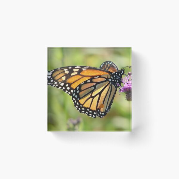 Inspirational butterfly #1 Acrylic Block