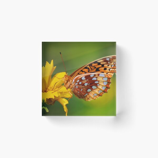 Butterfly #5 Acrylic Block