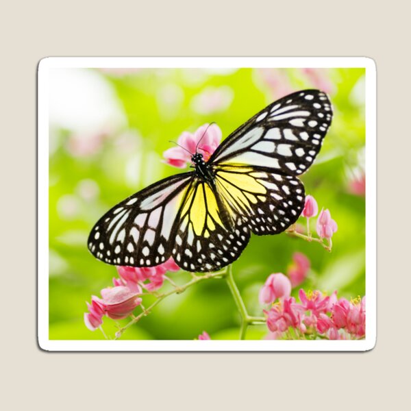 Butterfly #6 Magnet