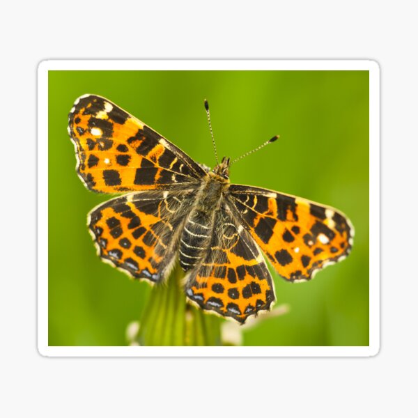 Butterfly #9 Sticker