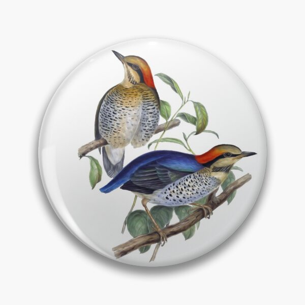 Item preview, Northern Flicker Beautiful Vintage Bird Sticker designed and sold by VntgDesignCo.