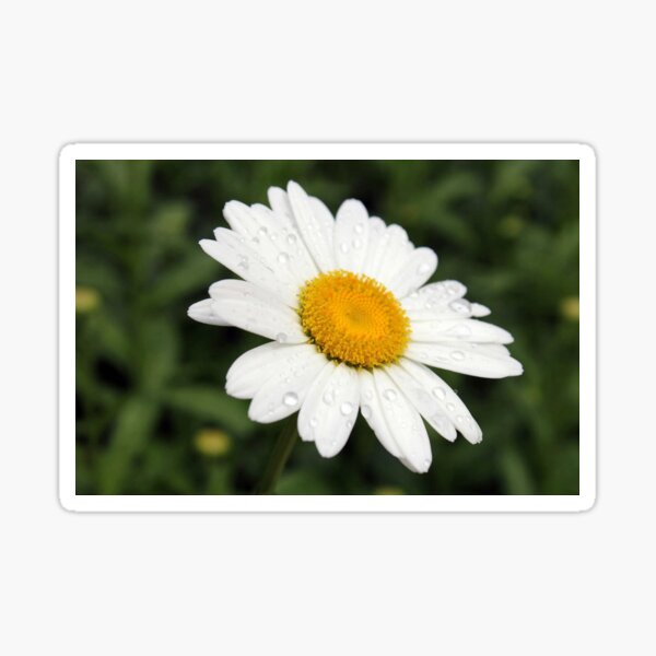 Daisy Sticker