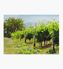 Vineyard Photographic Print