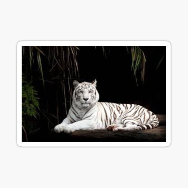 Produits Sur Le Theme Joli Tigre Redbubble