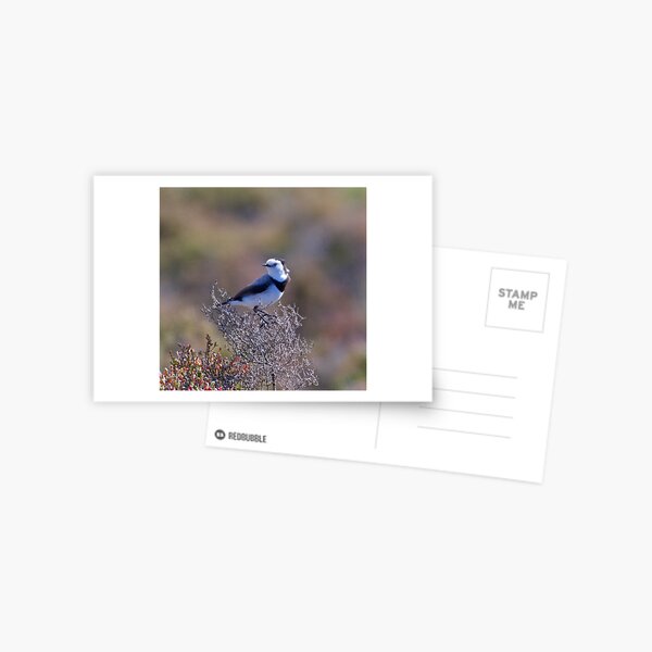 CHAT ~ White-fronted Chat k6mhqTCr by David Irwin Postcard