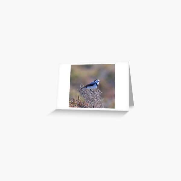 CHAT ~ White-fronted Chat XdhTR6Xq by David Irwin Greeting Card