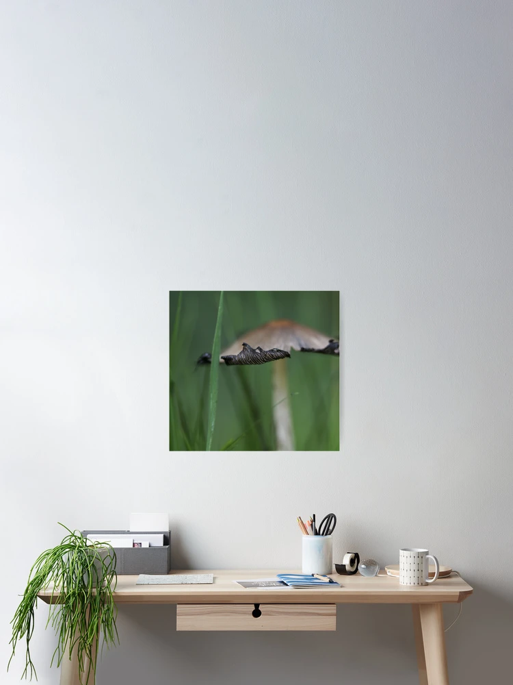 Thumbnail 2 of 3, Poster, Toadstool designed and sold by Debra Carmichael.