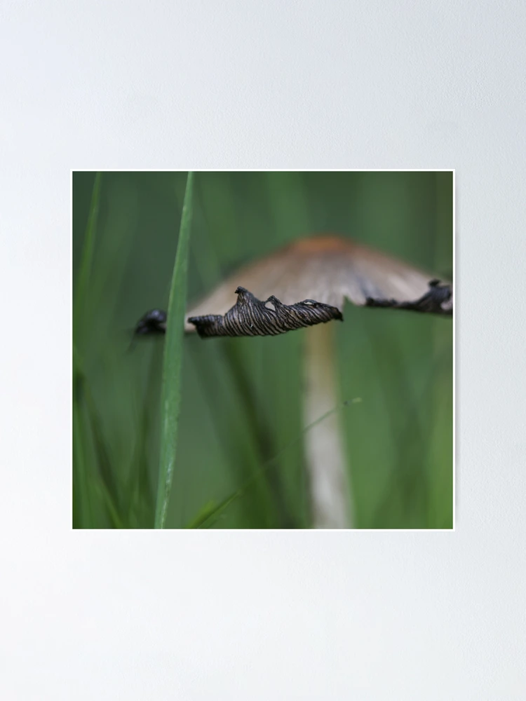 Thumbnail 1 of 3, Poster, Toadstool designed and sold by Debra Carmichael.