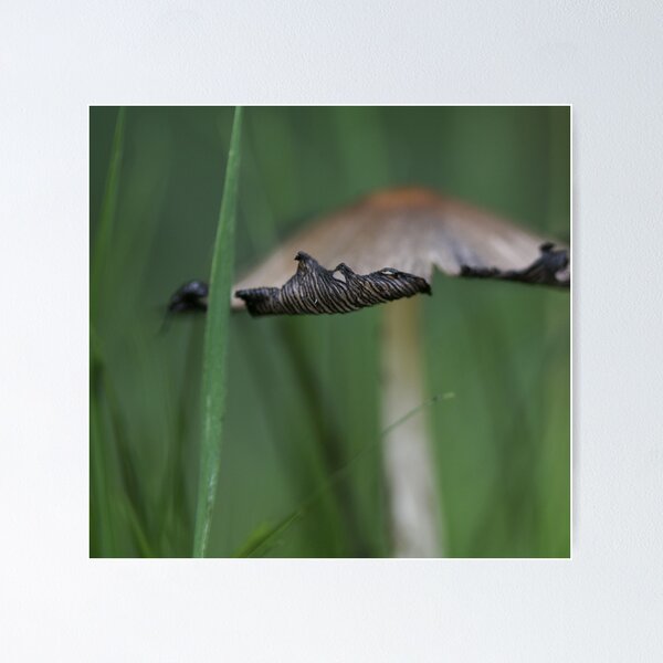 Item preview, Toadstool designed and sold by Debra Carmichael.