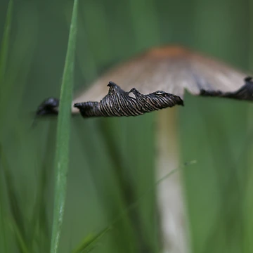 Artwork thumbnail, Toadstool by Debra Carmichael