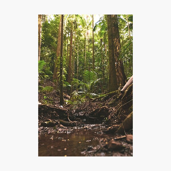 Item preview, Australian Forest - Calm and Quiet  designed and sold by Damonbinstead.