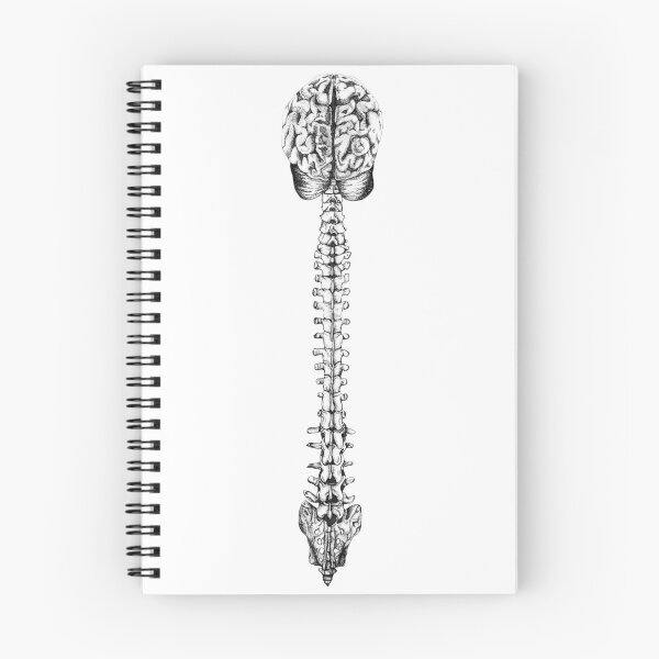 Item preview, Spinal Cord and Brain designed and sold by Depp800.