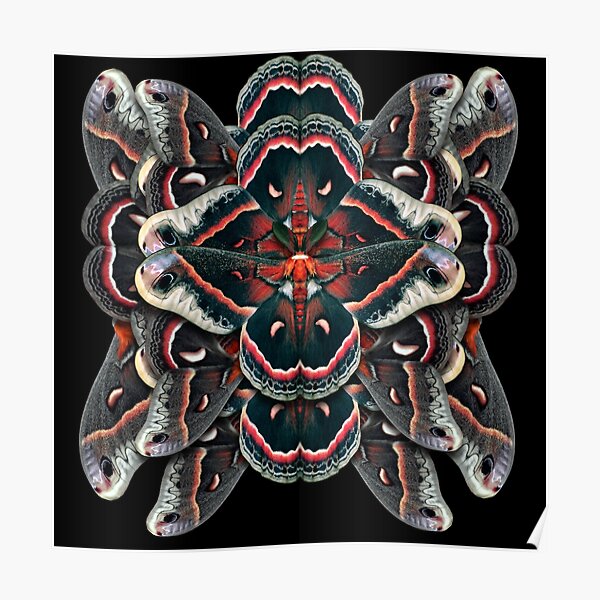 Cecropia Moth Mandala - Symmetrical Poster