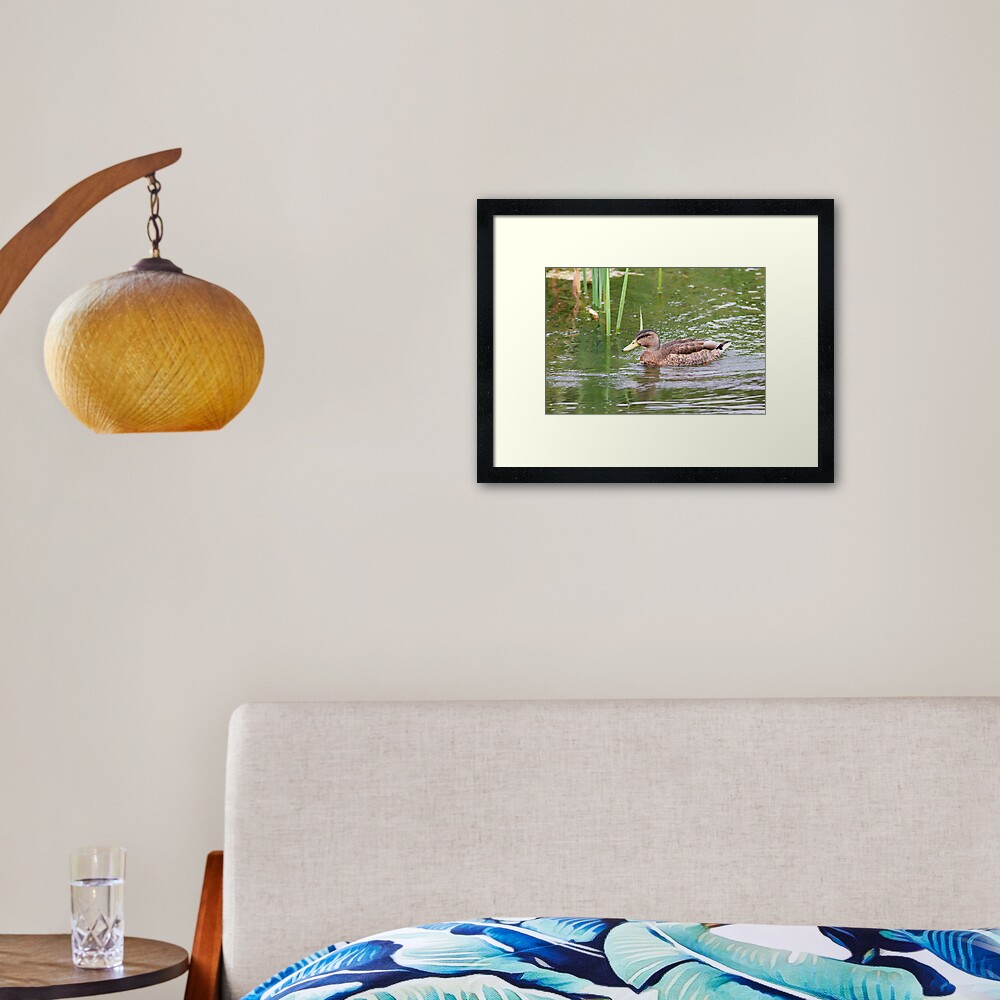 Mallard Duck (Anas platyrhynchos) Swimming Across Water Framed Art Print