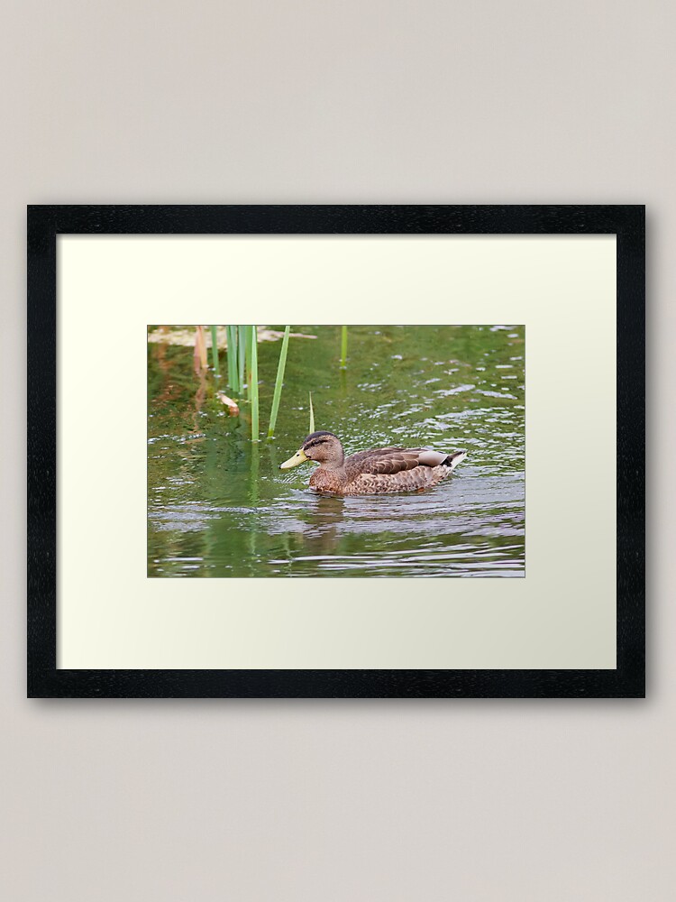Alternate view of Mallard Duck (Anas platyrhynchos) Swimming Across Water Framed Art Print