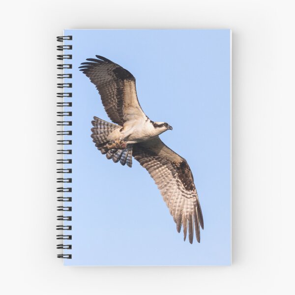 Item preview, Osprey 2021-4 designed and sold by Thomasyoung.