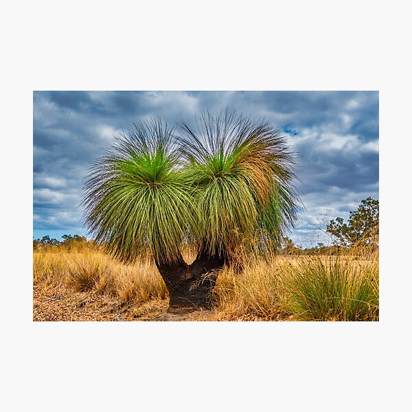 Item preview, Australian native Grass Tree designed and sold by Ricjacyno.