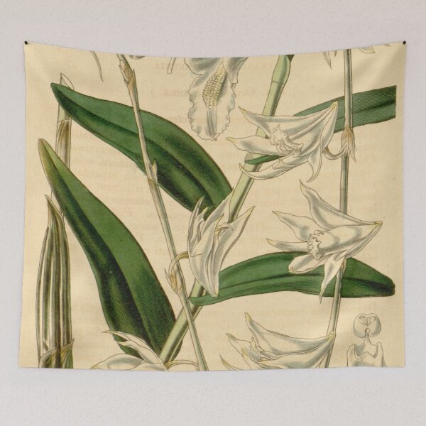 Item preview, Dendrobium crumenatum Curtis' 69 (N.S. 16) pl. 4013 (1843) designed and sold by EsotericBotanic.