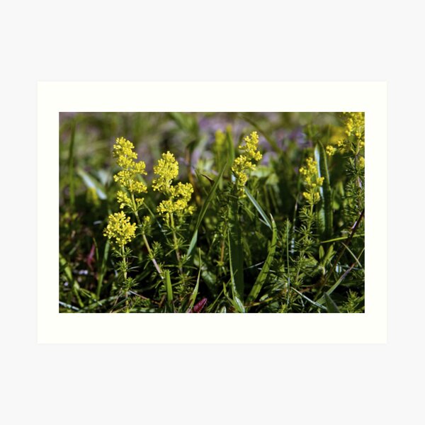 Galium Verum (Lady’s Bedstraw), Inishmore, Aran Islands Art Print