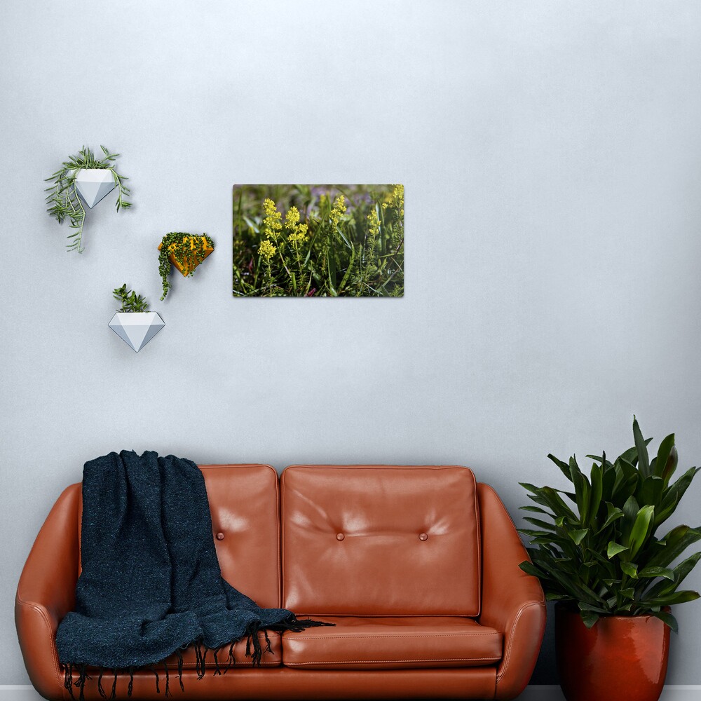 Galium Verum (Lady’s Bedstraw), Inishmore, Aran Islands Metal Print