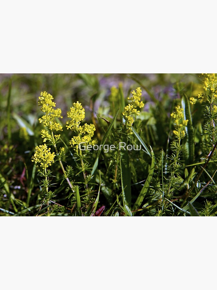 Galium Verum (Lady’s Bedstraw), Inishmore, Aran Islands by VeryIreland