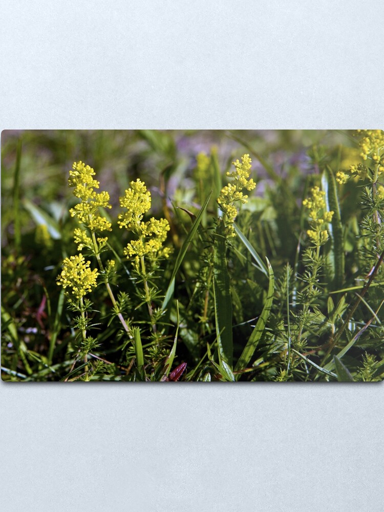 Alternate view of Galium Verum (Lady’s Bedstraw), Inishmore, Aran Islands Metal Print