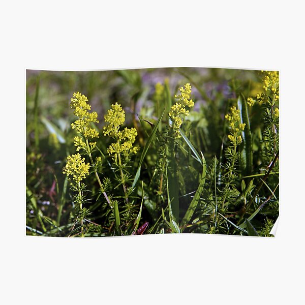 Galium Verum (Lady’s Bedstraw), Inishmore, Aran Islands Poster