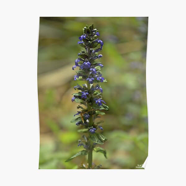 Bugleherb - Burntollet Woods Poster