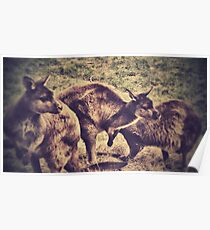 Kangaroos Poster