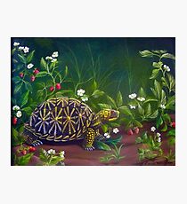 Florida Box Turtle, Strawberries and Blooms Photographic Print