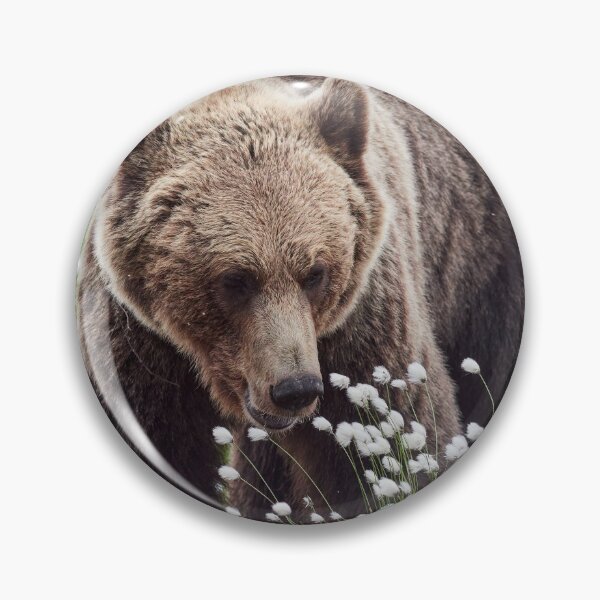 Item preview, Hare's-tail cottongrass and Brown bear 2 designed and sold by Jouko Lehto Photography.
