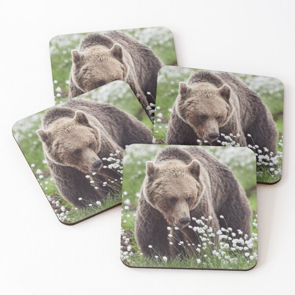 Item preview, Hare's-tail cottongrass and Brown bear 2 designed and sold by Jouko Lehto Photography.
