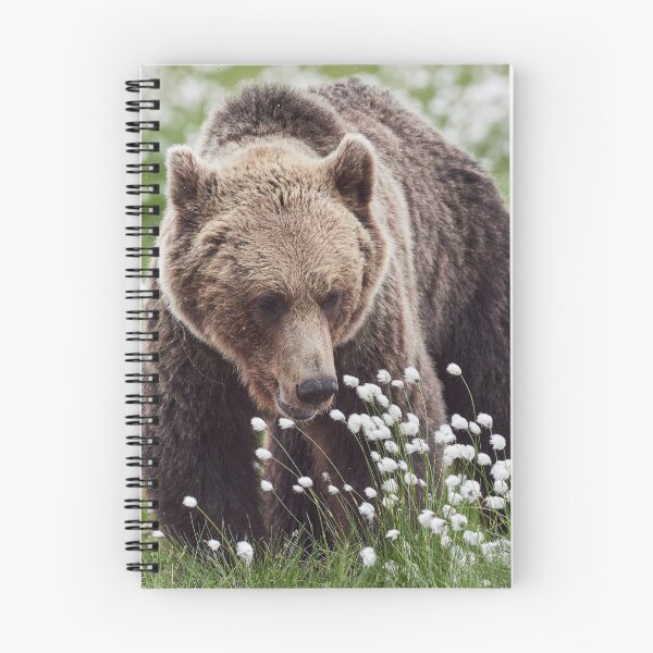 Item preview, Hare's-tail cottongrass and Brown bear 2 designed and sold by Jouko Lehto Photography.