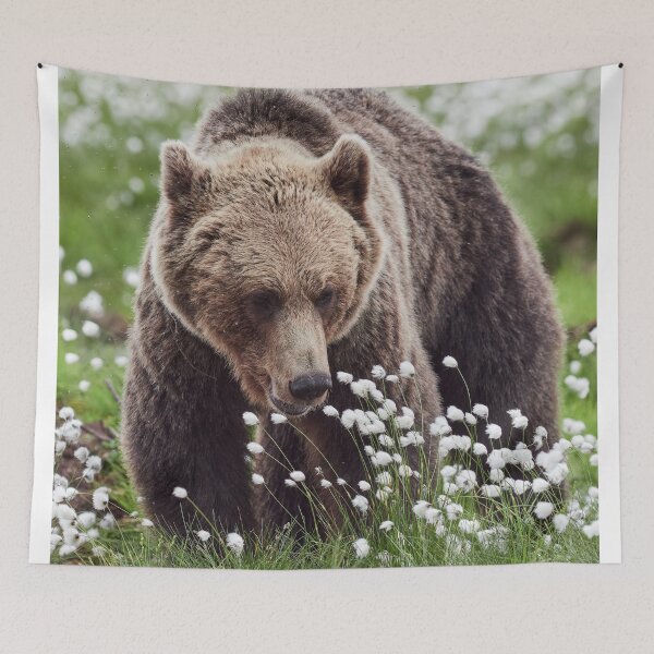 Item preview, Hare's-tail cottongrass and Brown bear 2 designed and sold by Jouko Lehto Photography.