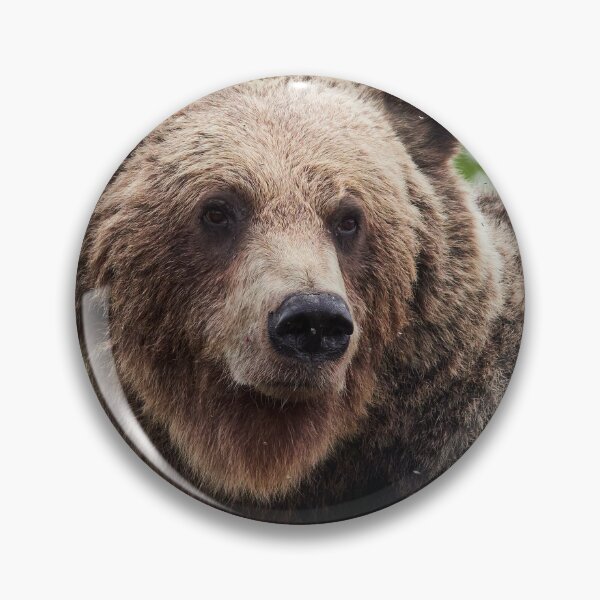 Item preview, Wondering. Hare's-tail cottongrass and Brown bear 3 designed and sold by Jouko Lehto Photography.