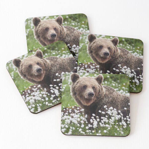 Item preview, Wondering. Hare's-tail cottongrass and Brown bear 3 designed and sold by Jouko Lehto Photography.