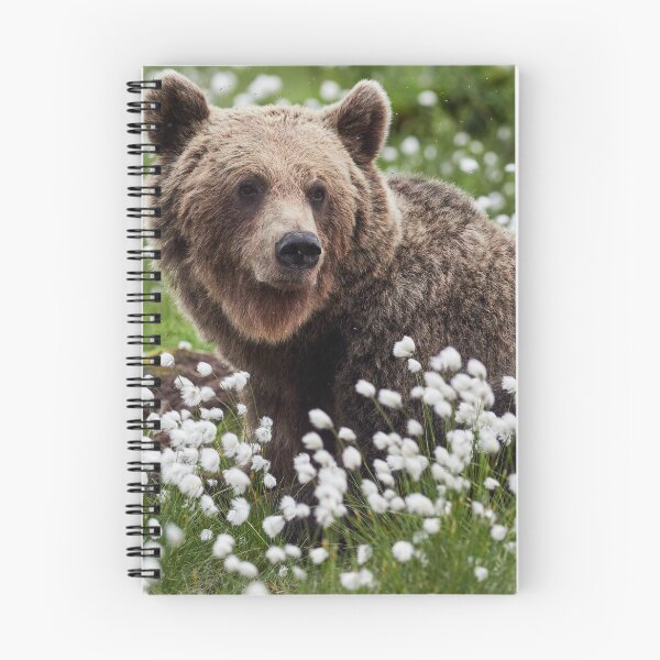 Item preview, Wondering. Hare's-tail cottongrass and Brown bear 3 designed and sold by Jouko Lehto Photography.