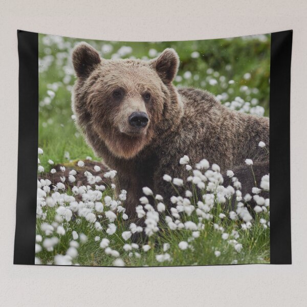 Item preview, Wondering. Hare's-tail cottongrass and Brown bear 3 designed and sold by Jouko Lehto Photography.