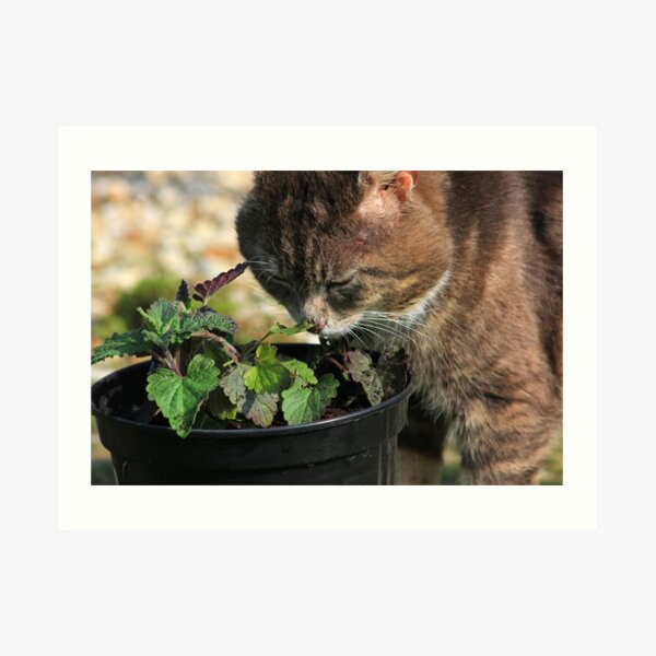 Tabby cat sniffing catnip plant Art Print