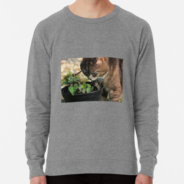 Tabby cat sniffing catnip plant Lightweight Sweatshirt