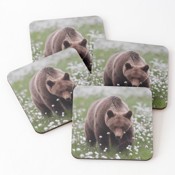 Item preview, Walking on the fields of white cotton. Hare's-tail cottongrass and Brown bear 13 designed and sold by Jouko Lehto Photography.